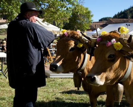 Vache Gasconne - Foire aux bestiaux de Missègre dans l'Aude en Languedoc-Roussillon - Recommandé par www.son-nay.com, juil 2013 Vache Gasconne - Foire aux bestiaux de Missègre dans l'Aude en Languedoc-Roussillon - Recommandé par www.son-nay.com