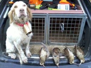 Innes, Setter Lemon de Bruno LE BERRE à Quimper en Bretagne