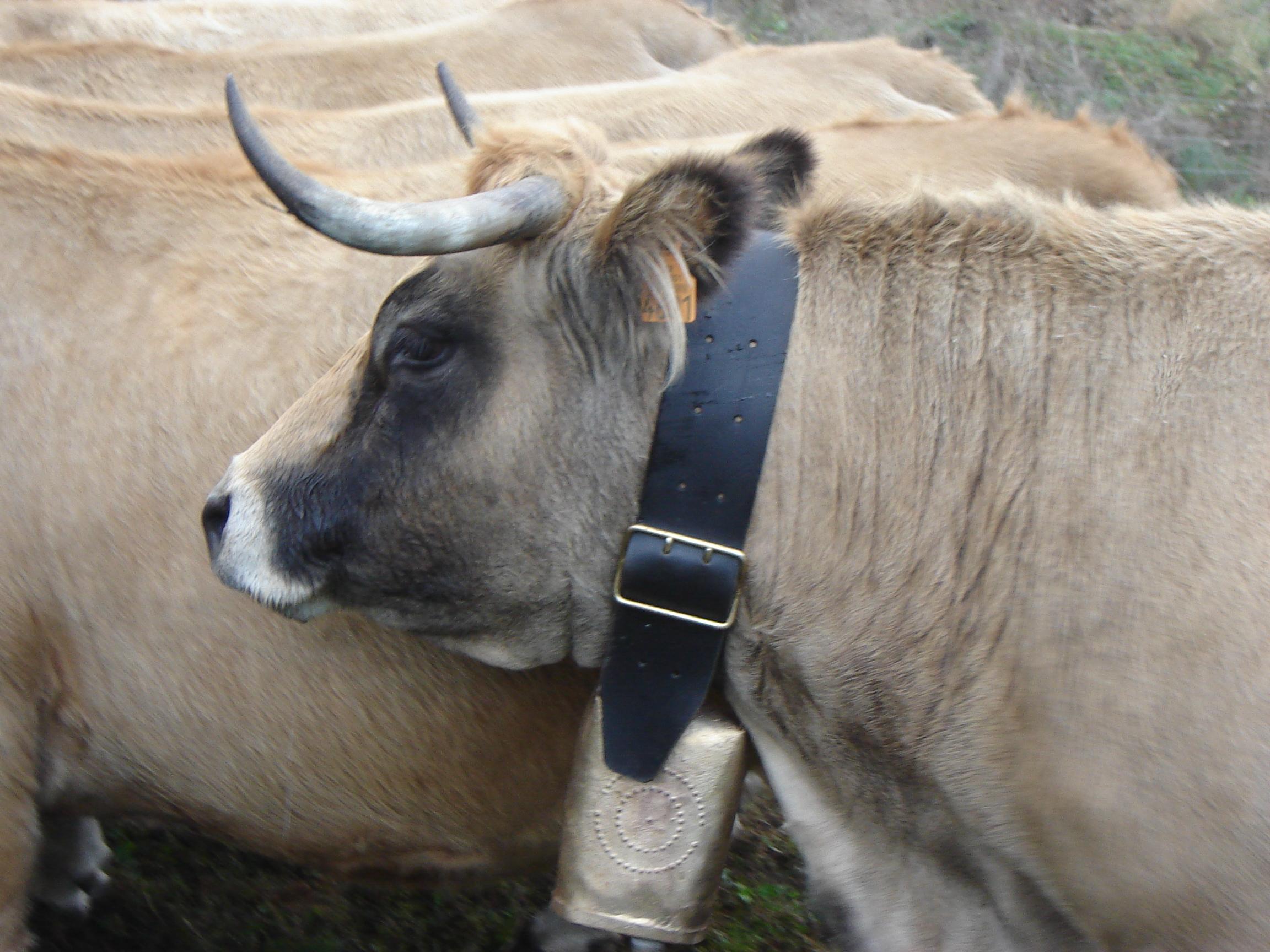 Utopie-vache-de-race-Aubrac-portant-au-cou-une-de-nos-cloches-nume-ro-19-A Utopie-vache-de-race-Aubrac-portant-au-cou-une-de-nos-cloches-nume-ro-19-A