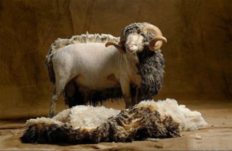 image-Tonte-de-mouton-Foire-des-Herolles-Vienne-Nouvelle-Aquitaine image-Tonte-de-mouton-Foire-des-Herolles-Vienne-Nouvelle-Aquitaine