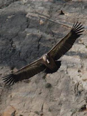 vautour1.jpg