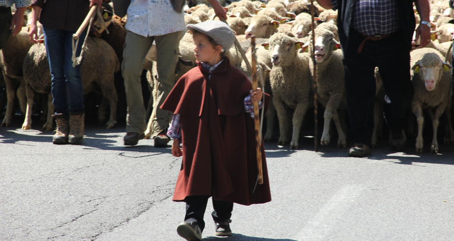 Lundi-21-mai-2018-35me-TRANSHUMANCE-Saint-Rémy-de-Provence