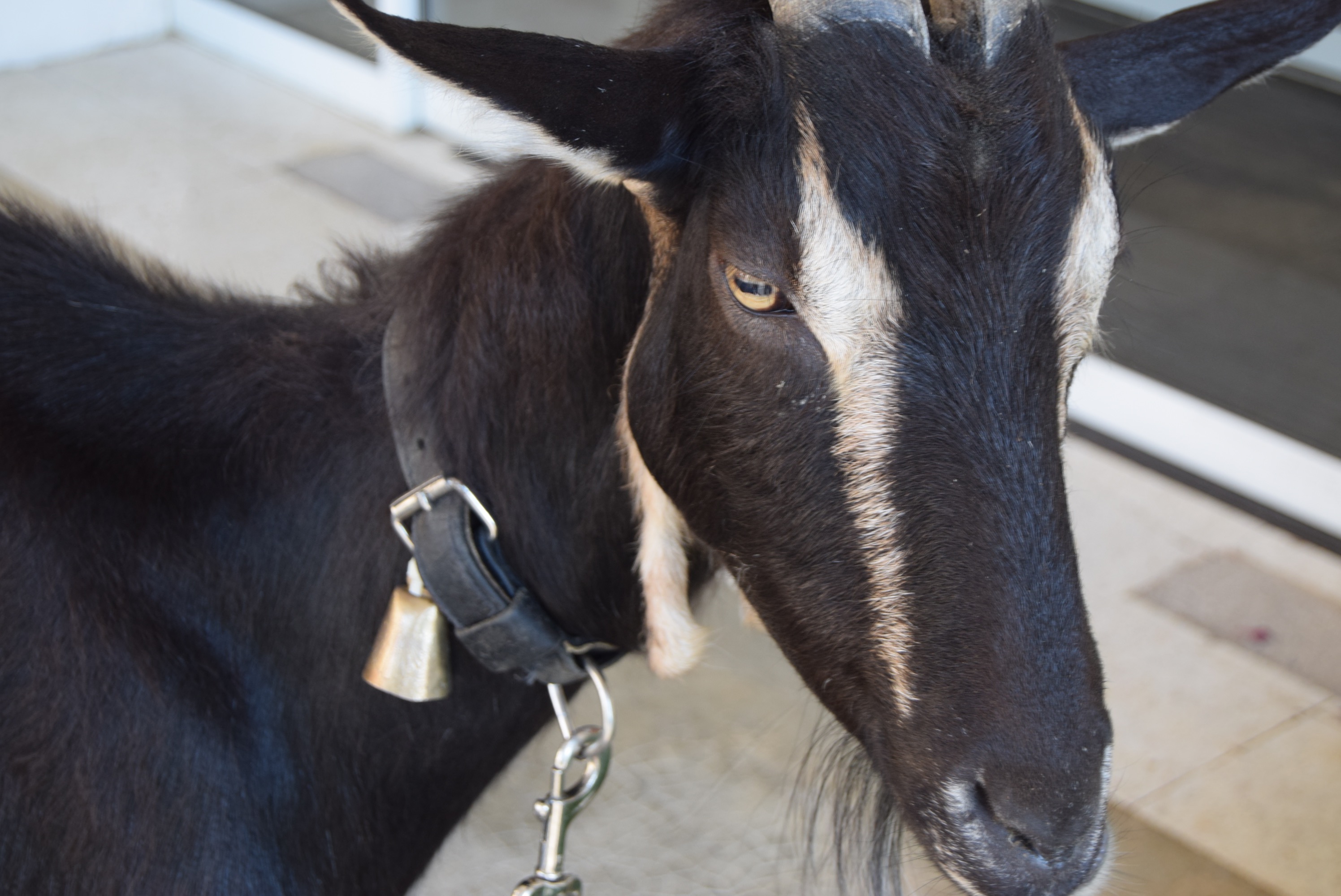 FESTINE-Chevre_Poitevine_de_l_Association_de_Zootherapie_de_l_Isere