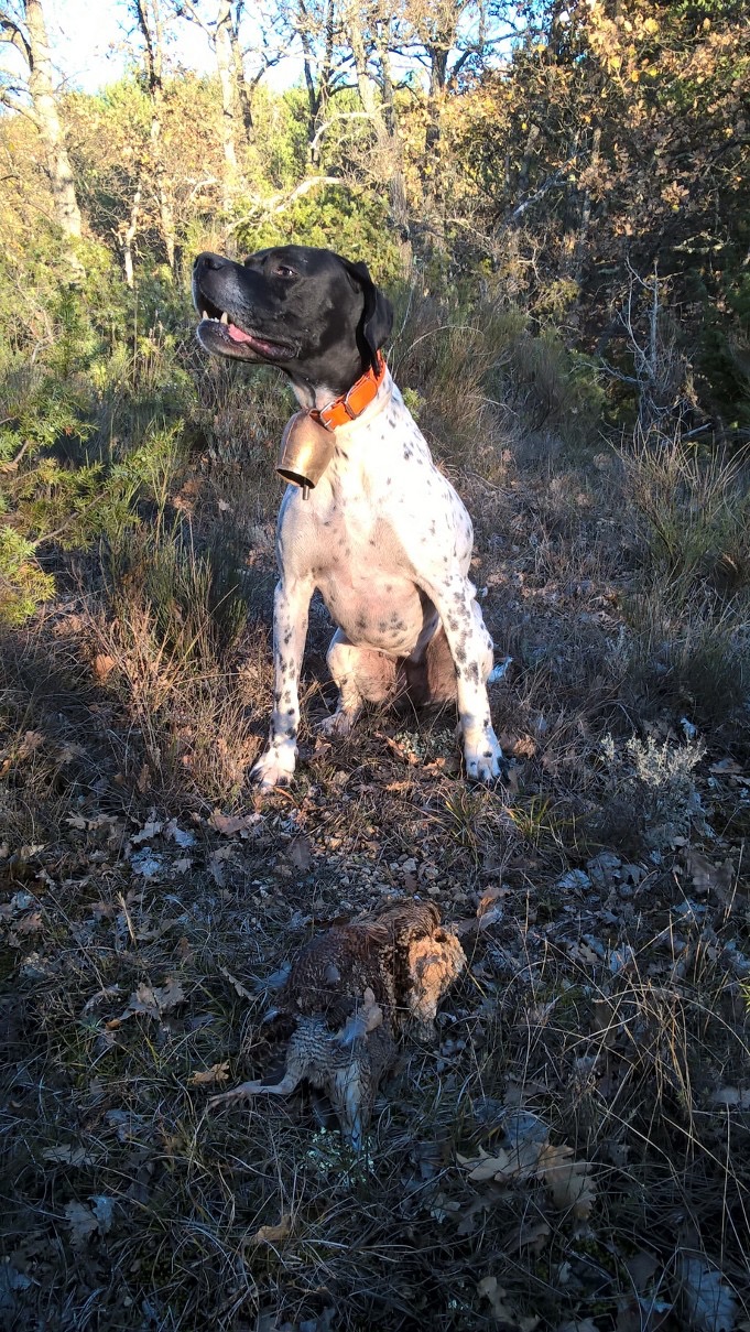 Hyona, Pointer gée de 4,5 ans et portant sa sonnaille n9 B