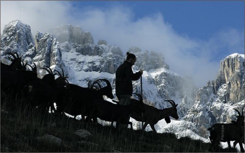 Troupeau-Chevres-et-Chevrier-en-Haute-Montagne