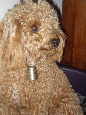 MANDY-Caniche_de_l_Association_de_Zootherapie-de_l_Isere
