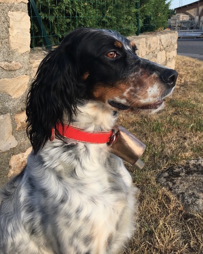 NAYA-Setter-tricolor-2ans-BARNIER